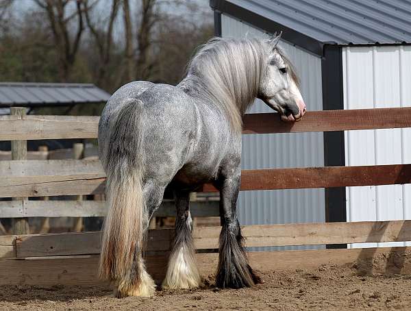 show-gypsy-vanner-horse