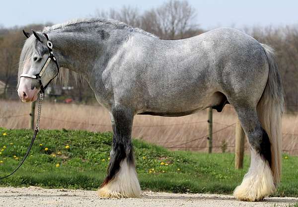 show-hack-gypsy-vanner-horse