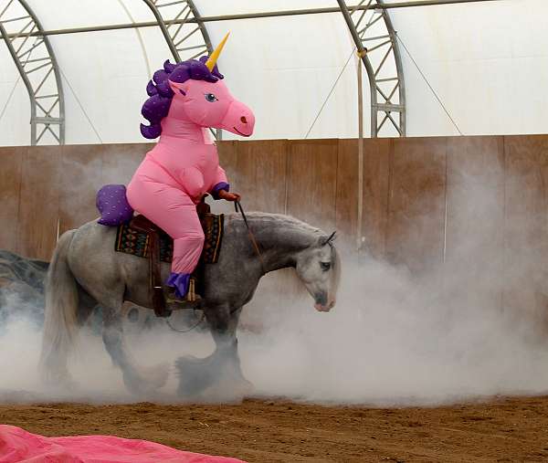trail-gypsy-vanner-horse