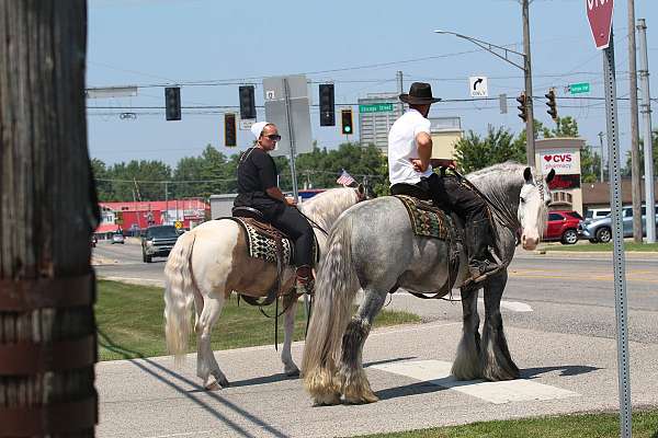 grey-gypsy-vanner-gelding