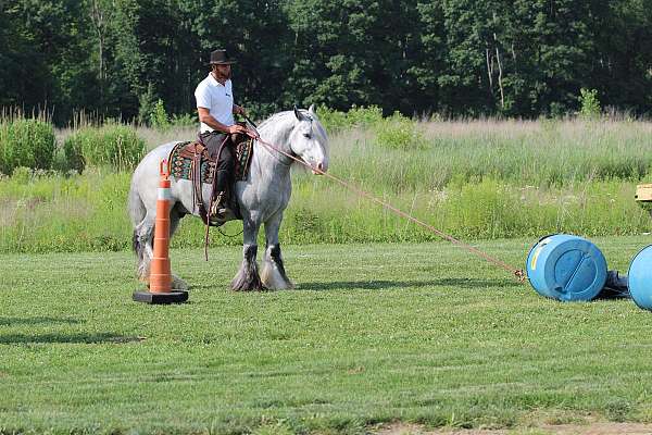 trail-riding-gypsy-vanner-horse