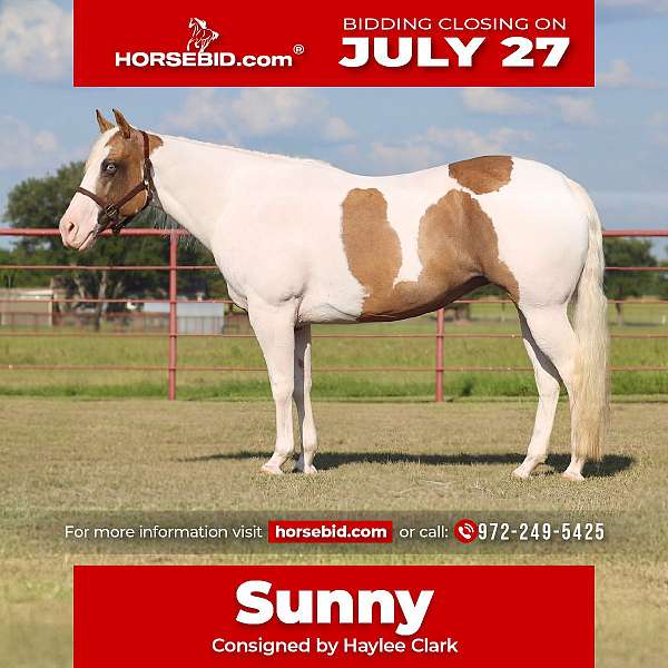 all-around-paint-horse
