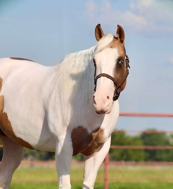 ranch-work-paint-horse