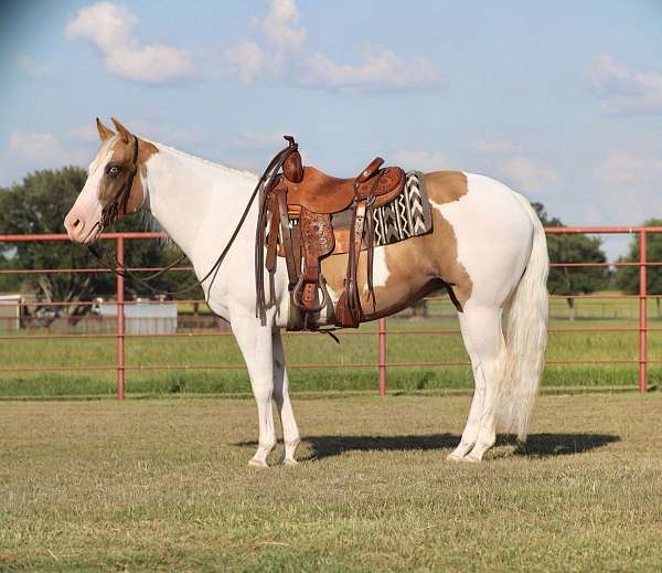 reining-paint-horse