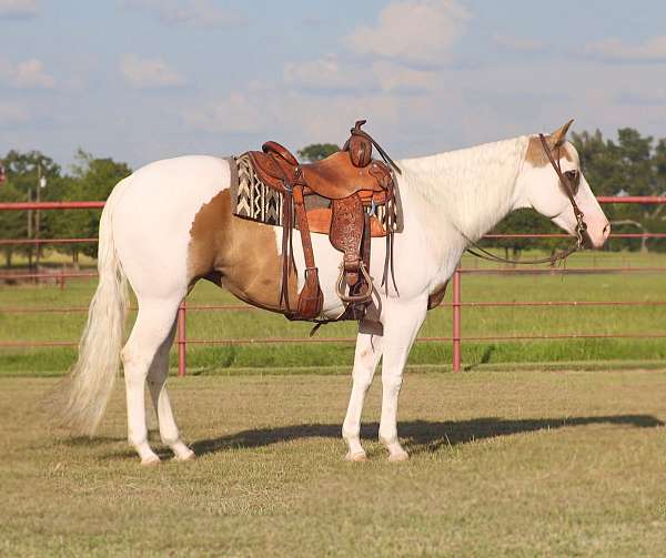 roping-paint-horse