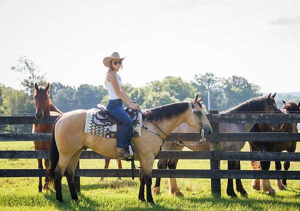 kid-safe-quarter-horse