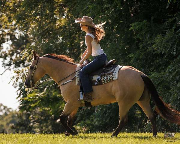 parade-quarter-horse