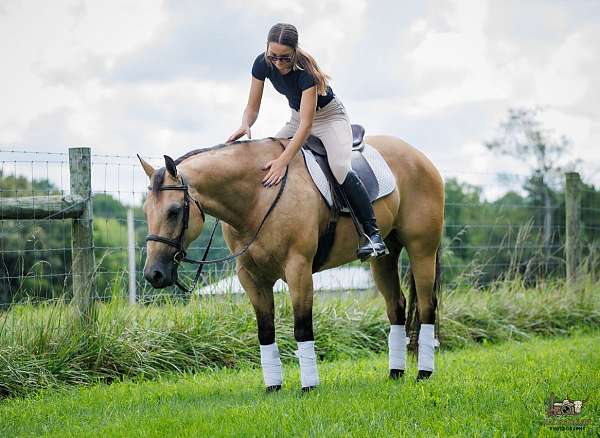 performance-quarter-horse