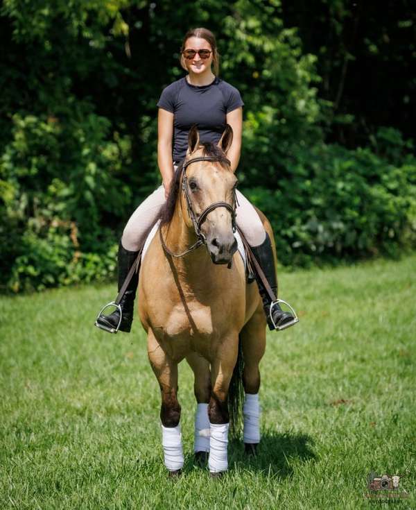 ridden-english-quarter-horse