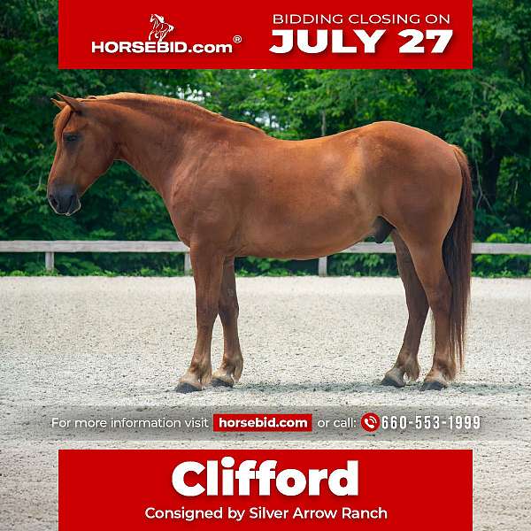 all-around-draft-horse