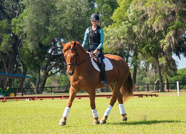athletic-draft-horse