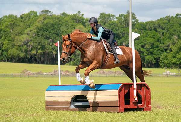 cross-draft-horse