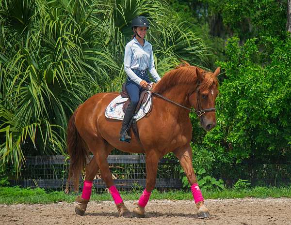 draft-horse