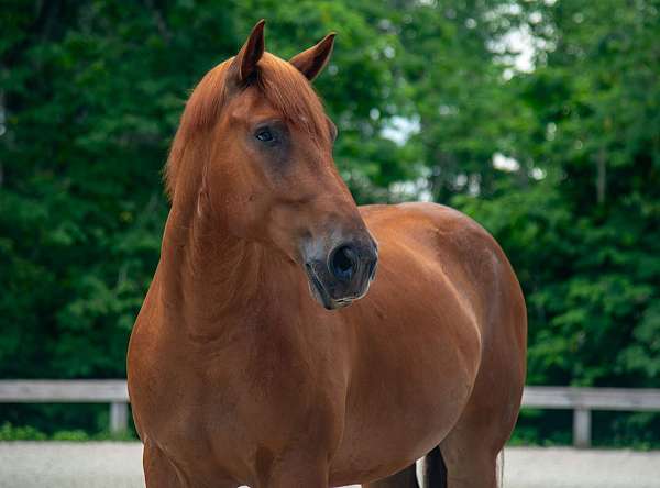 jumping-draft-horse
