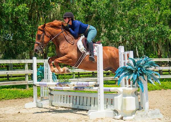 parade-draft-horse