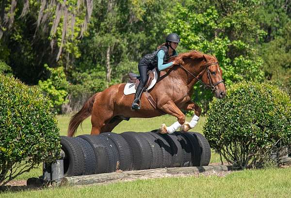 performance-draft-horse