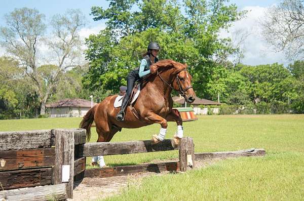 ridden-english-draft-horse