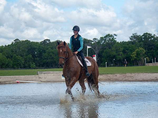 ridden-western-draft-horse