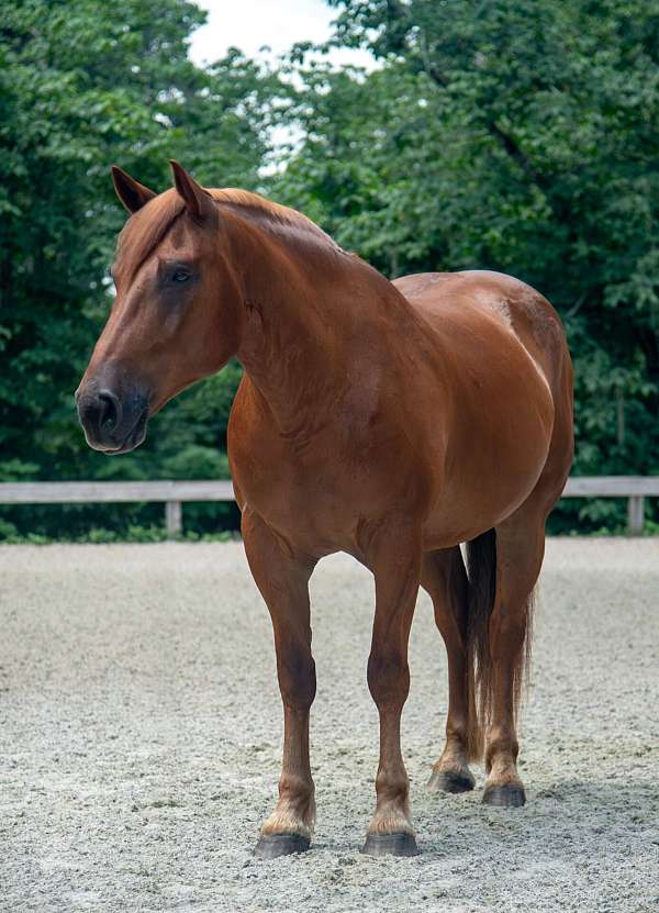show-draft-horse