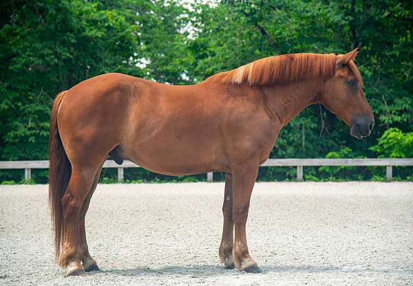 show-hack-draft-horse