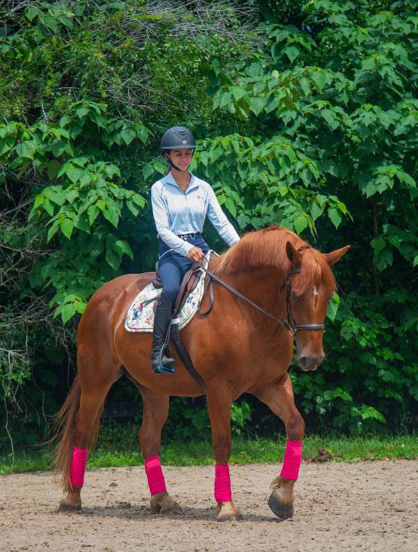 trail-draft-horse