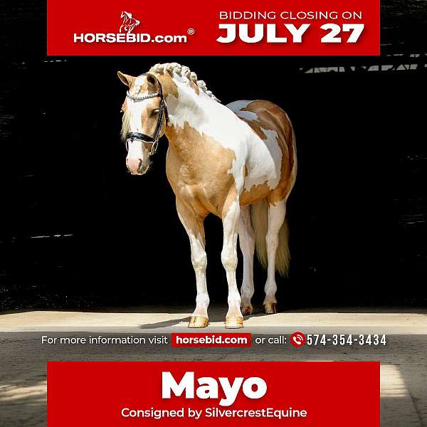 all-around-welsh-pony