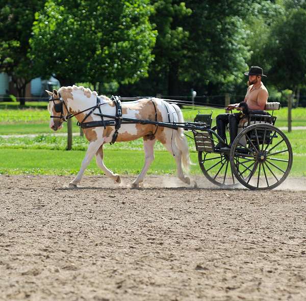 cross-welsh-pony