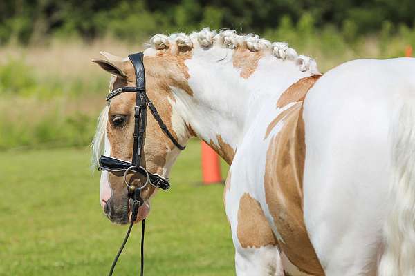 driving-welsh-pony