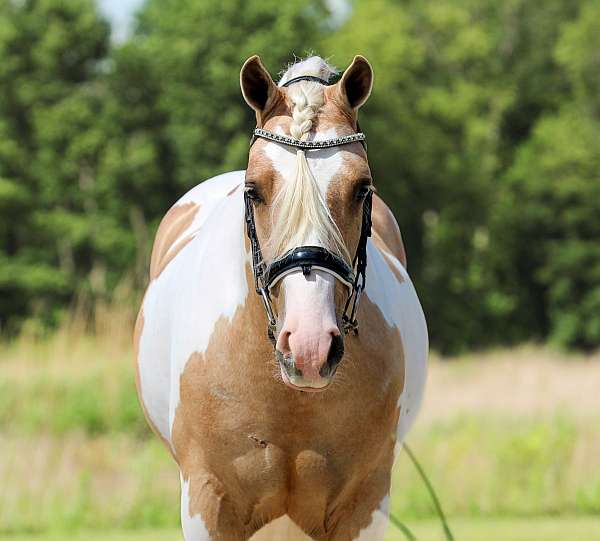 flashy-welsh-pony