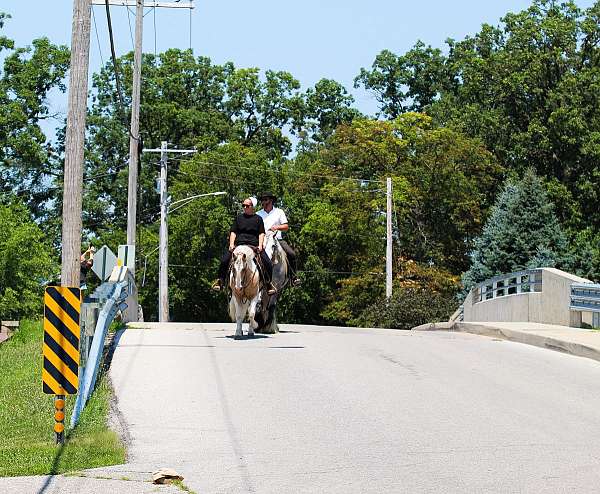 parade-welsh-pony