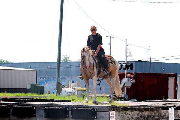 ridden-western-welsh-pony