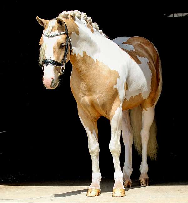 show-welsh-pony
