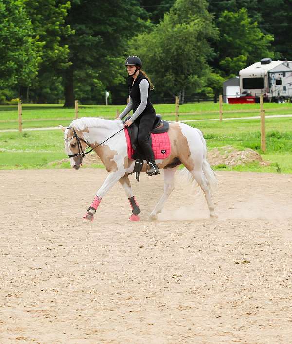 trail-welsh-pony