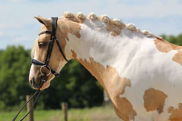 youth-welsh-pony