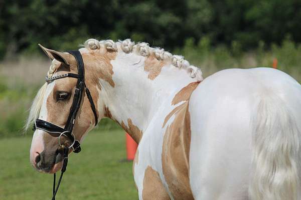 tobiano-welsh-pony-gelding