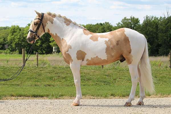 trail-riding-welsh-pony