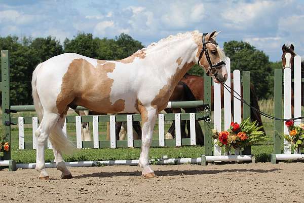 tobiano-all-around-pony