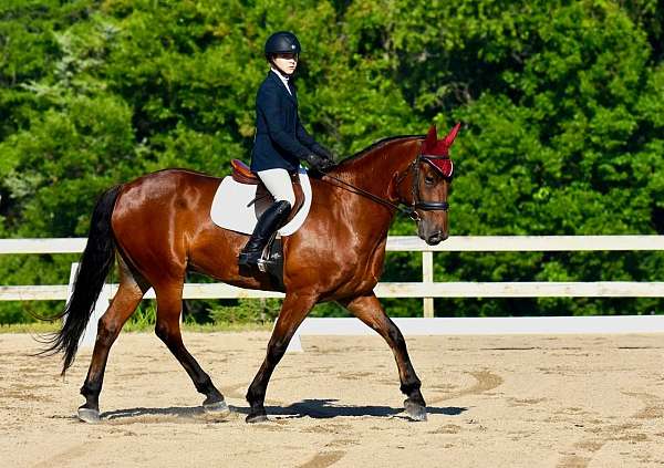 athletic-friesian-horse