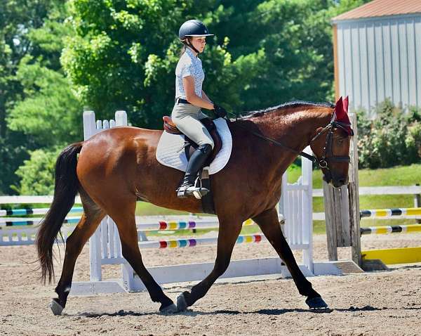 cross-friesian-horse