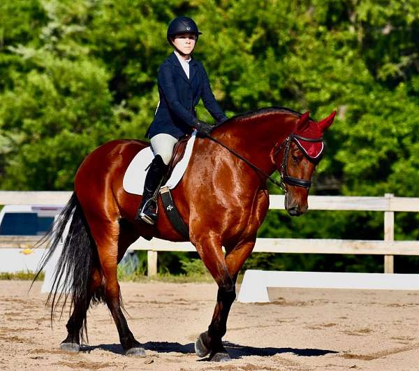 dressage-friesian-horse
