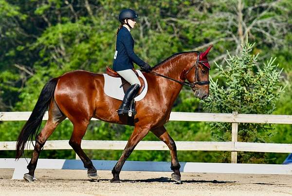 driving-friesian-horse
