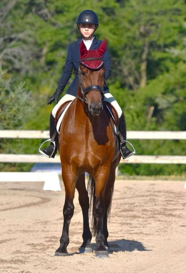 flashy-friesian-horse