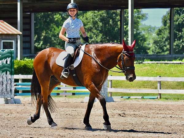 jumping-friesian-horse