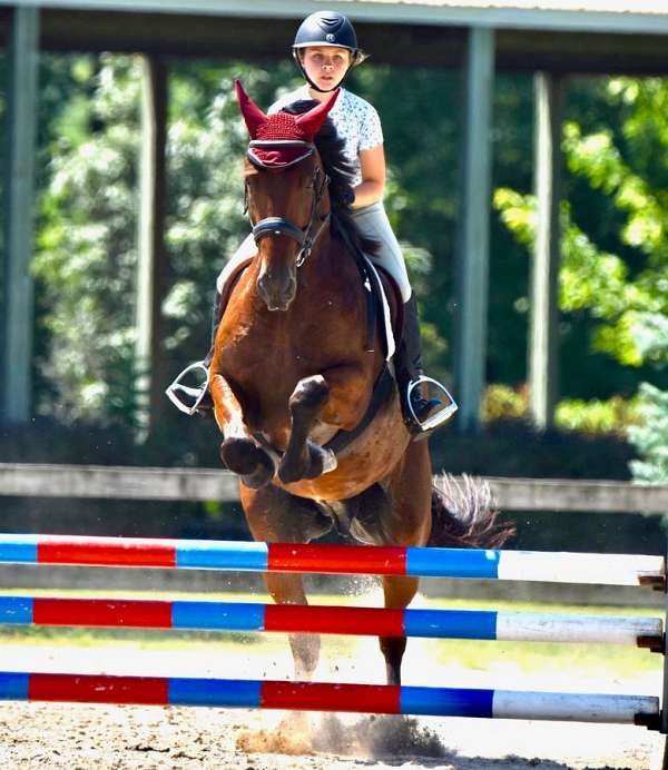 performance-friesian-horse