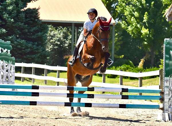 ridden-english-friesian-horse