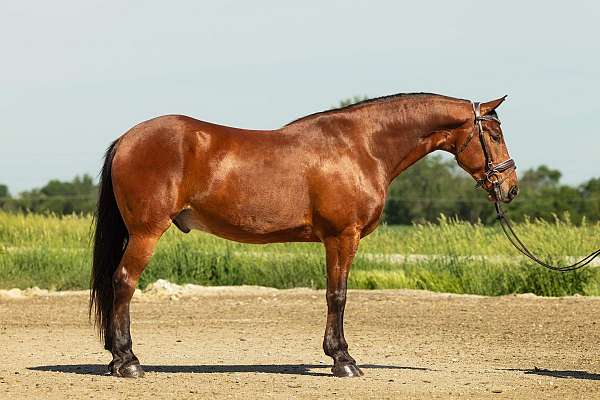 ridden-western-friesian-horse