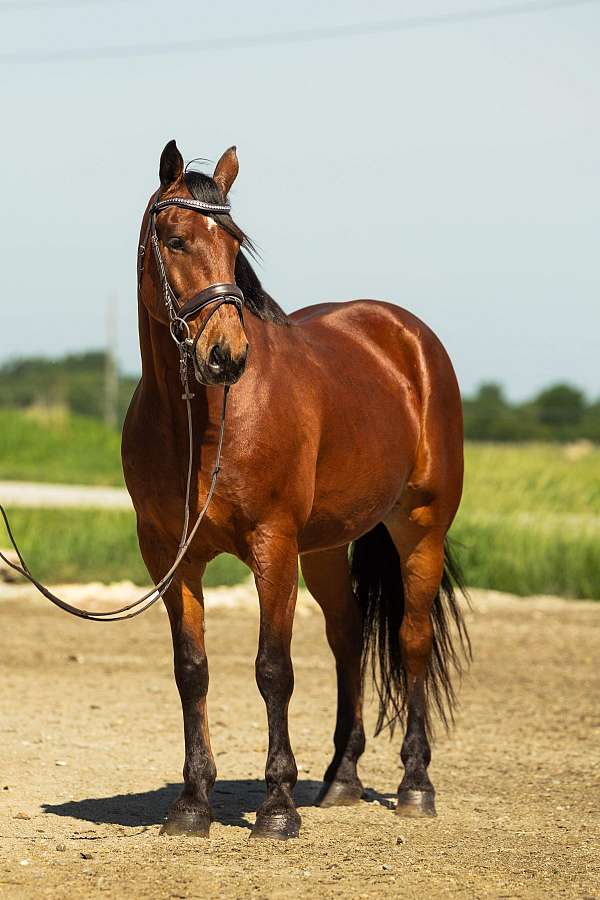 show-friesian-horse