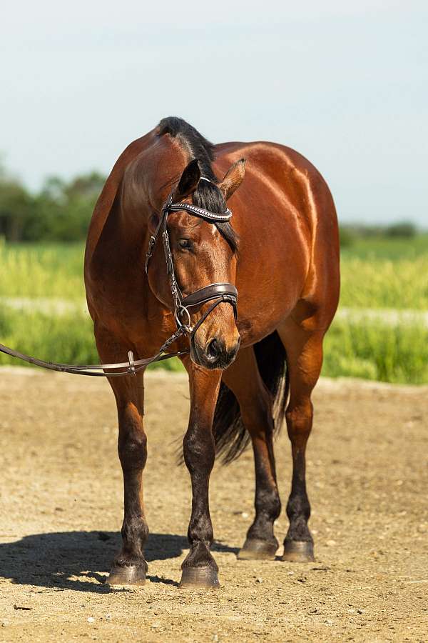 trail-friesian-horse