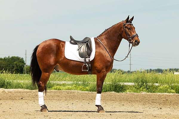 trail-riding-friesian-horse