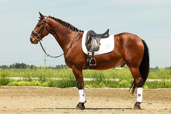 western-dressage-friesian-horse
